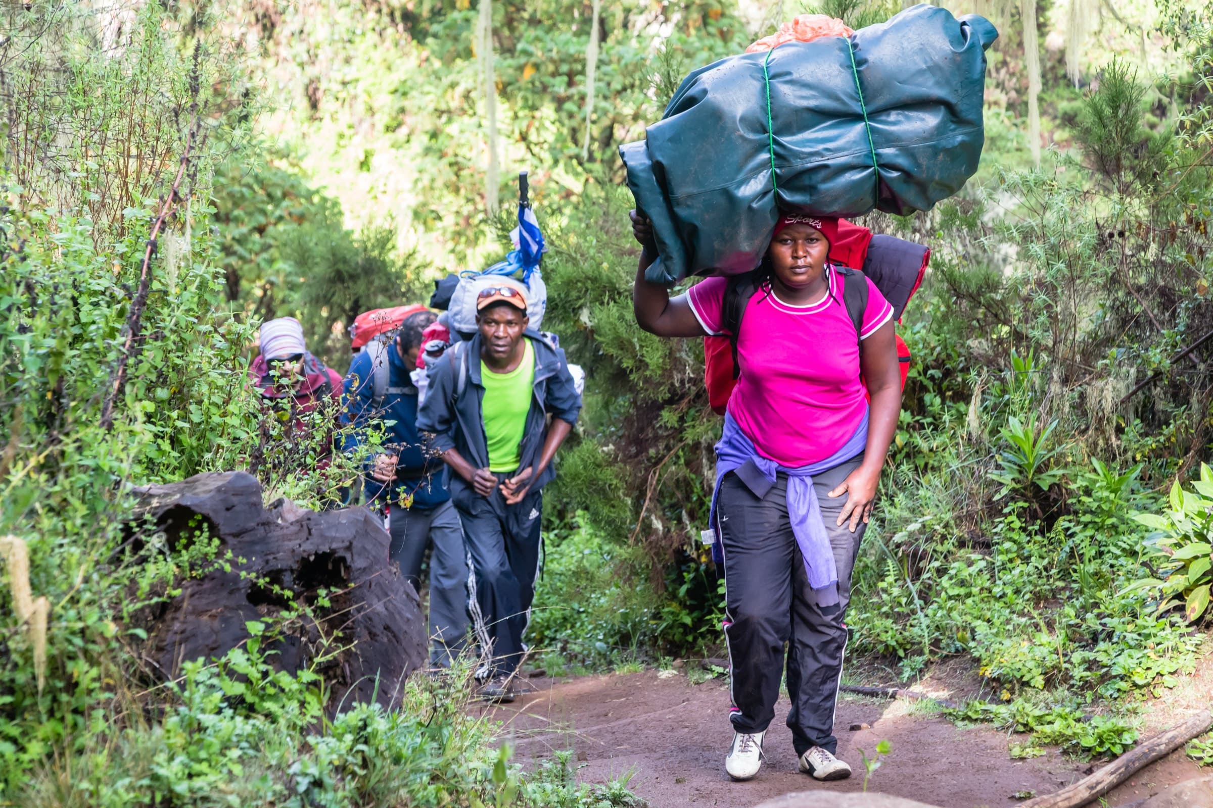 A woman porter carrying a large load along a forest trail on Kilimanjaro